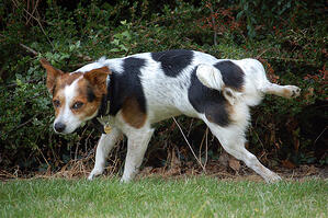 Jack Russel peeing