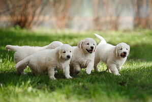 puppy golden retriever